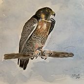 My project in Naturalist Bird Illustration with Watercolors course Ein Projekt aus dem Bereich Aquarellmalerei von Ellie Page - 28.01.2021