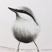 My Nuthatch and the tonal values. Drawing project by liline4 - 01.28.2021