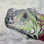Dibujo de iguana realista. Un proyecto de Animación, Animación 2D, Concept Art, Creatividad, Dibujo de Retrato y Dibujo digital de Mónica Alexandra Ángeles Chávez - 29.01.2021