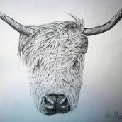 Scottish Highland Cattle. Un progetto di Disegno a matita di Paolo Mongillo - 31.01.2021