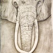Elephant. Un progetto di Disegno a matita di Paolo Mongillo - 31.01.2021