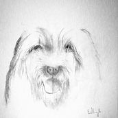 Dog sketch. Un progetto di Disegno a matita di Paolo Mongillo - 31.01.2021