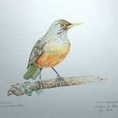 Meu projeto do curso: Ilustração naturalista de aves com aquarela. Naturalistic Illustration project by Waldnei Abreu - 02.02.2021