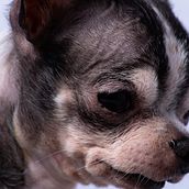 Mi Proyecto del curso: Introducción a la fotografía de perros. Photograph project by Miguel Ángel Sancho - 02.02.2021