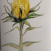 My project in Botanical Illustration with Watercolors course. Botanical Illustration, and Watercolor Painting project by paula_695438 - 02.02.2021
