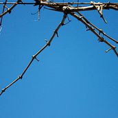 RAMAS. Un progetto di Fotografia artistica di del Yelmo - 03.02.2021