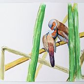 My project in Artistic Watercolor Techniques for Illustrating Birds course. Watercolor Painting project by andrea.ang89 - 02.04.2021