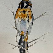 Kestrel Ein Projekt aus dem Bereich Aquarellmalerei von madarahudson - 31.01.2021