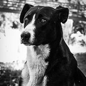 Perros Callejeros. Un progetto di Fotografia di Mercedes Castro Dominguez - 02.01.2019