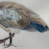 My project in Naturalist Bird Illustration with Watercolors course. Naturalistic Illustration, and Watercolor Painting project by vivian - 02.06.2021