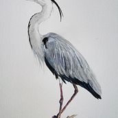 My project in Naturalist Bird Illustration with Watercolors course. Ilustração tradicional, e Pintura em aquarela projeto de hannahelena - 06.02.2021