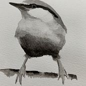 My project in Artistic Watercolor Techniques for Illustrating Birds course. Un proyecto de Pintura a la acuarela de annelies_geeraert - 06.02.2021