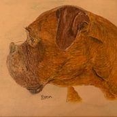 Byron the Boxer. Watercolor Painting project by John Knapton - 02.09.2021