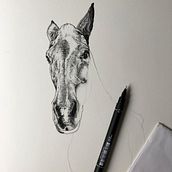 Caballo. Drawing project by Inés Calvo - 02.08.2021