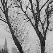 Brugess Park - a year long project photographing one tree in a London park through the seasons. Digital Photograph project by Kenneth McLoone - 02.04.2021