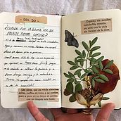 Mi Proyecto del curso: Técnicas básicas de prensado botánico. Un proyecto de Creatividad de Alejandra Herrera Ruiz - 10.02.2021