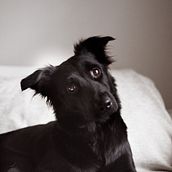 Mi Proyecto del curso: Fotografía lifestyle de perros / Marca CHANDA  Ein Projekt aus dem Bereich Fotografie, Architektonische Fotografie, Artistische Fotografie, Porträtfotografie, Außenfotografie, Interieurfotografie, Lifest, le-Fotografie, Fotografie für Instagram und Werbefotografie von Laura Peña - 08.02.2021