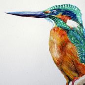 Kingfisher in watercolor: updated. Een project van Naturalistische illustratie y Aquarelschilderen van masayasu yamamoto - 09.02.2021