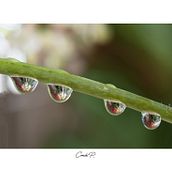 Mi Proyecto del curso: Introducción a la fotografía macro Fotografiando Gotas de agua. Photograph project by flokeka - 02.09.2021