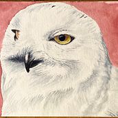 Snowy Owls. Un proyecto de Pintura a la acuarela de Michael Angelis - 09.02.2021