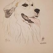 Pet Portraits. Artistic Drawing, Ink Illustration, Pencil Drawing, and Watercolor Painting project by jessgcollins - 02.09.2021