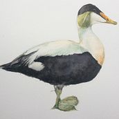 Eider duck. Projekt z dziedziny Malowanie akwarelą i Ilustracja naturalistyczna użytkownika annar - 10.02.2021