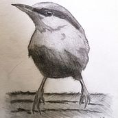 Tonal Value Bird Drawing - Project 1. Un proyecto de Pintura a la acuarela de Gary Bower - 10.02.2021