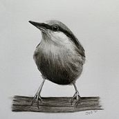 My project in Artistic Watercolor Techniques for Illustrating Birds course Ein Projekt aus dem Bereich Aquarellmalerei von jennyteabagsews - 11.02.2021