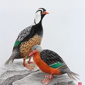 Torrent Ducks. Un proyecto de Dibujo, Ilustración tradicional, Ilustración naturalista				 y Dibujo a lápiz de Gustavo Hoppe - 01.02.2021