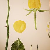 My project in Botanical Illustration with Watercolors course. Watercolor Painting project by Šarūnė Va - 02.12.2021