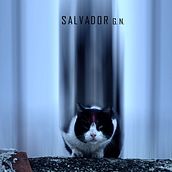 Gato Visión . Photograph, and Photomontage project by Edward Glez - 02.13.2021