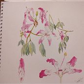 Mi Proyecto del curso: Acuarela botánica: ilustra la anatomía de las flores. Un proyecto de Bellas Artes de csalinas07 - 13.02.2021