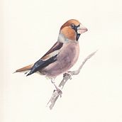 My project in Artistic Watercolor Techniques for Illustrating Birds course. Naturalistic Illustration project by claire22 - 02.14.2021