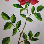 Mi Proyecto del curso: Ilustración botánica con acuarela. Botanical Illustration project by Mariana Eberhardt - 02.14.2021