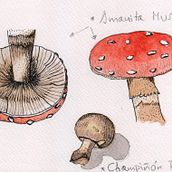 Mi Proyecto del curso: Cuaderno botánico en acuarela. Fine Arts project by María Otero Macías - 04.09.2021