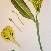 Botanical Illustration Final Project. Un proyecto de Pintura a la acuarela de Melanie Teegarden - 15.02.2021