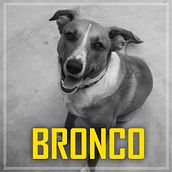 BRONCO. Writing project by Christian Velásquez Valdivia - 02.16.2021