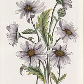 Daisy Illustration illustrations. Botanical Illustration, Fine Arts, Traditional illustration, Ink Illustration, Naturalistic Illustration, and Watercolor Painting project by Debora Calzaccia - 02.10.2021