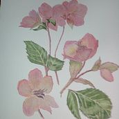 My project in Botanical Watercolor: Illustrate the Anatomy of Flowers course Ein Projekt aus dem Bereich Erweiterungsentwicklung von kingmadeline74 - 18.02.2021