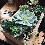 Mi Proyecto del curso: Diseño y creación de composiciones botánicas. Un proyecto de Creatividad y Diseño de interiores de Paula F. - 21.02.2021