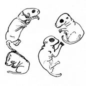 "How to Draw Dumb looking Animals" (in collaboration with Gayle Towell) and some old work.... 2D Animation, and Drawing project by Marylea Quintana - 02.19.2021