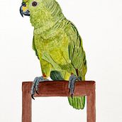 My project in Naturalist Bird Illustration with Watercolors course-Nora (herli18). Artistic Drawing project by Nora Ananos - 03.12.2021