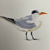 My project in Naturalist Bird Illustration with Watercolors course . % Liz tarafından hazırlanan Geleneksel illüstras, Ve on projesi - 02.20.2021