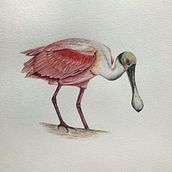 Mi Proyecto del curso: Ilustración naturalista de aves con acuarela. Un proyecto de Ilustración tradicional, Pintura a la acuarela, Dibujo realista e Ilustración naturalista				 de Claudia Rojas - 18.02.2021