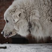 My project in Lifestyle Dog Photography course . % ataribeats tarafından hazırlanan Fotoğrafçılık projesi - 02.20.2021