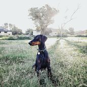 For the love of dogs . Photograph project by Nicole de Wet - 02.21.2021