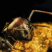 Hormiga en macro extremo. Photograph project by Victor Campano - 02.21.2021
