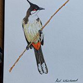 Red Whiskered Bulbul. Naturalistic Illustration project by tinavaz_g - 02.22.2021