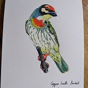 Coppersmith Barbet. Naturalistic Illustration project by tinavaz_g - 02.22.2021