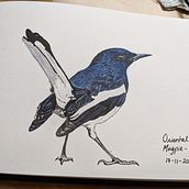 Magpie Robin. Naturalistic Illustration project by tinavaz_g - 02.22.2021
